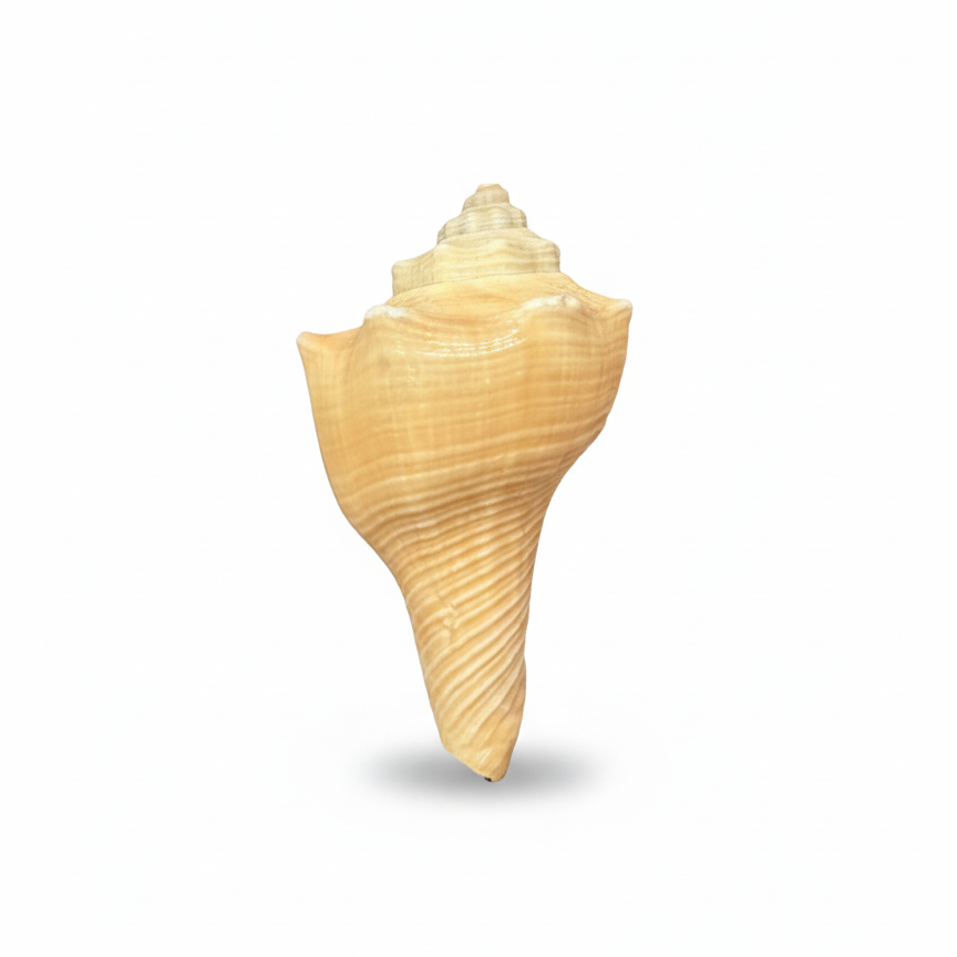 SHELL 1001  FRIDGE  MAGNET