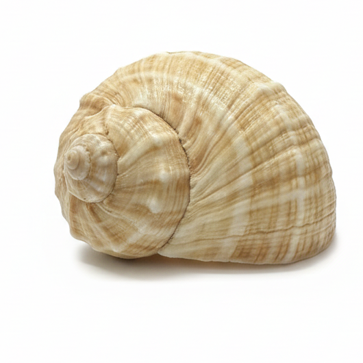 SHELL 1002  FRIDGE  MAGNET