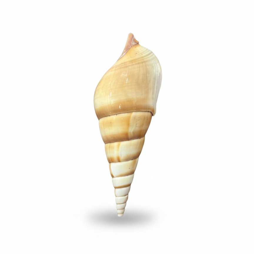 SHELL 1003  FRIDGE  MAGNET