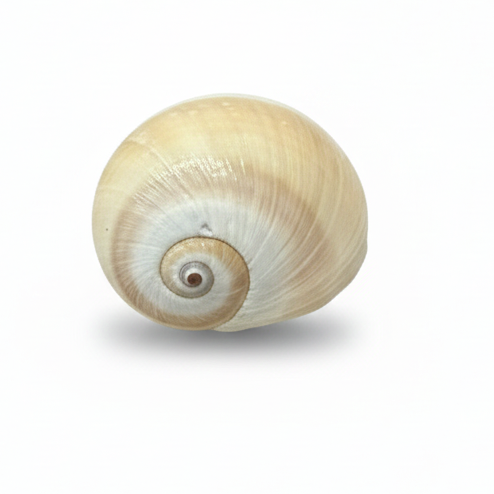 SHELL 1004 FRIDGE  MAGNET