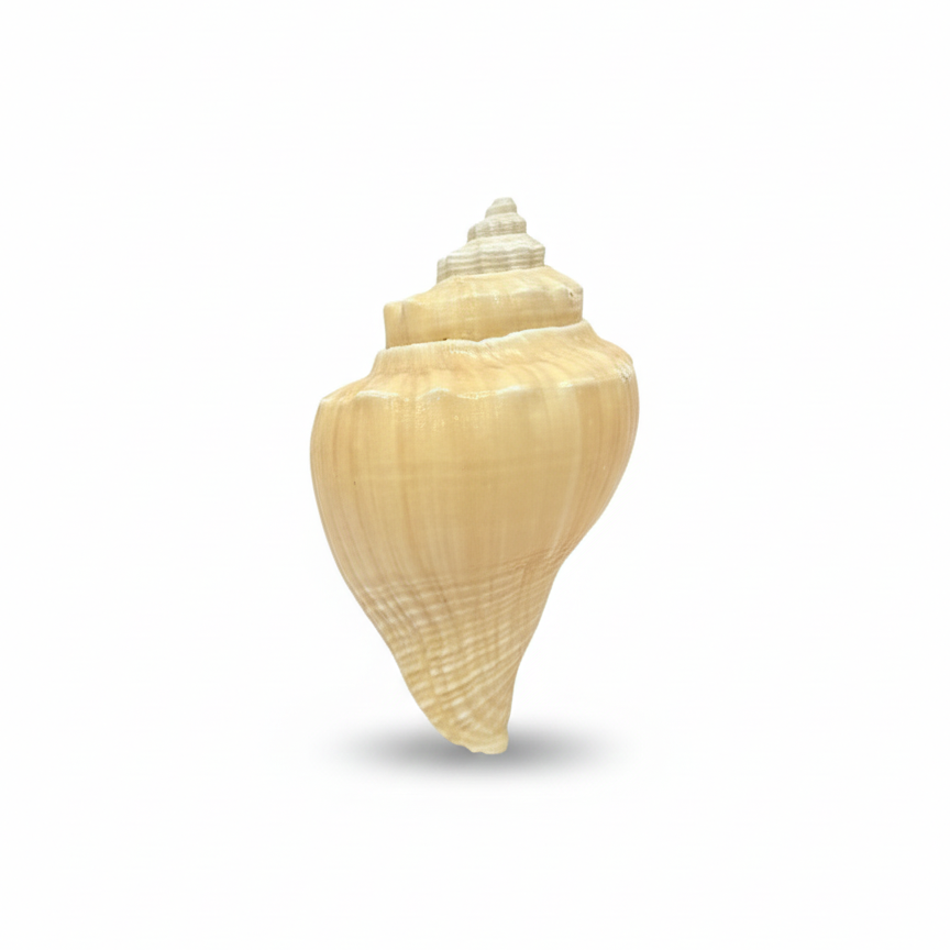 SHELL 1005 FRIDGE  MAGNET