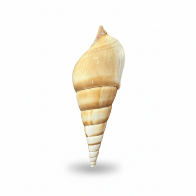 SHELL 1003 FRIDGE MAGNET - PICKITT MARKET
