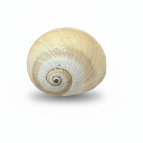 SHELL 1004 FRIDGE MAGNET - PICKITT MARKET