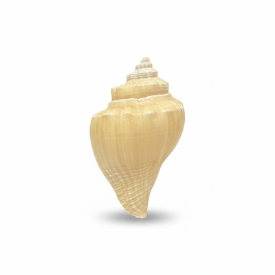 SHELL 1005 FRIDGE MAGNET - PICKITT MARKET