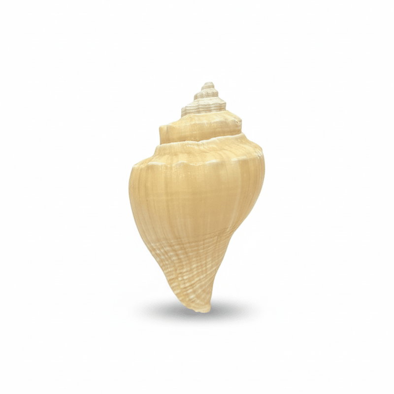 SHELL 1005 FRIDGE MAGNET - PICKITT MARKET